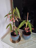 Bloeiende begonia tamaya planten, Ophalen, Halfschaduw, Minder dan 100 cm