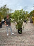 Witte Oleander 200cm - Afhaal!, Overige soorten, 100 tot 250 cm, Zomer, Ophalen