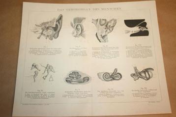 Antieke anatomische prent - Oor van de mens - ca 1885 !! beschikbaar voor biedingen