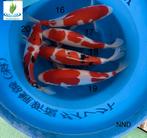 Koi Mix NND, Karper of Koi