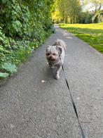 Honden uitlaten aangeboden, Ophalen of Verzenden