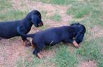 Teckelpuppy dwergteckel blackandtan kortharig, Dieren en Toebehoren, Honden | Teckels en Dashonden, CDV (hondenziekte), 8 tot 15 weken