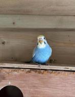 Grasparkieten jong, Dieren en Toebehoren, Vogels | Parkieten en Papegaaien, Meerdere dieren, Parkiet, Geringd