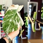 Monstera variegata stek, Ophalen, Overige soorten, Minder dan 100 cm