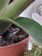 Epipedobates tricolor, Dieren en Toebehoren, Reptielen en Amfibieën, Amfibie, 0 tot 2 jaar
