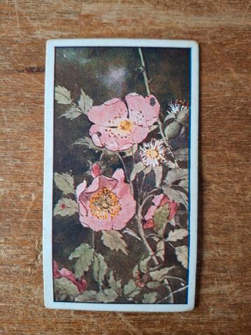 Oude Bonte Wei Ruilkaart Hondroos beschikbaar voor biedingen