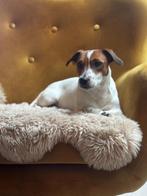 Dekreu Jack Russell, Dieren en Toebehoren, 1 tot 2 jaar, Eén hond, Nederland, Particulier