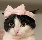 Poes, 0 tot 2 jaar