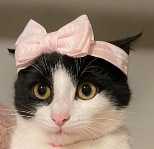 Poes, Dieren en Toebehoren, Katten en Kittens | Dekkaters, 0 tot 2 jaar