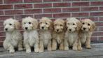 Golden Cocker Doodle pups (geheel verzorgd), Dieren en Toebehoren, Honden | Niet-rashonden, Nederland, CDV (hondenziekte), 8 tot 15 weken