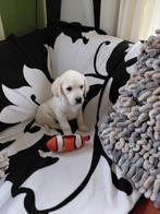 Superlieve kruising Golden Retriever/ Labrador pup ( Reutje), Parvo, Nederland, 8 tot 15 weken, Meerdere
