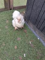 2 Usa zijdehoender hennen, Dieren en Toebehoren, Pluimvee, Vrouwelijk, Kip