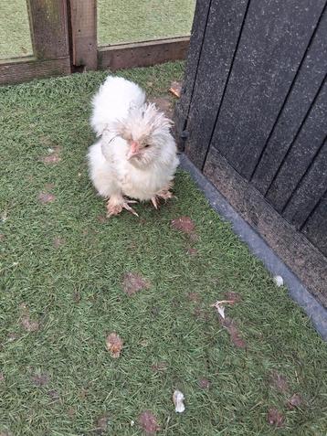 2 Usa zijdehoender hennen  beschikbaar voor biedingen