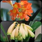 Clivia plantje, Miniata oranje XL x Gardinii geel/groen, Huis en Inrichting, Kamerplanten, Overige soorten, Minder dan 100 cm