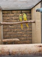 Halsbandparkieten, Dieren en Toebehoren, Meerdere dieren, Parkiet, Geringd