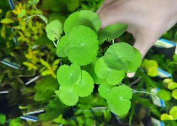 Hydrocotyle leucocephala beschikbaar voor biedingen