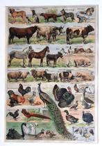 orginele engelse kleurrijke prent met boerderij dieren, Gebruikt, Ophalen of Verzenden, Dier, Voor 1940