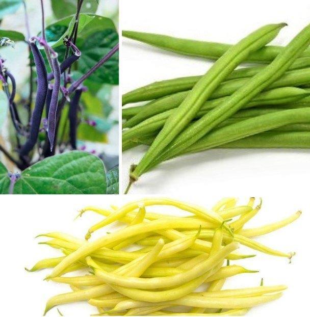 Stambonen en Stokbonen zaden, Tuin en Terras, Bloembollen en Zaden, Zaad, Verzenden