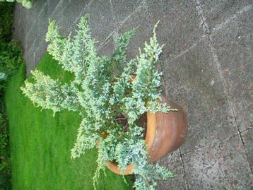 tuinplant winterhard grote juniperus jeneverbes grote pot beschikbaar voor biedingen
