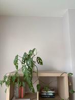 Monstera Adansonii -plant in pot, Ophalen, Overige soorten, Halfschaduw, In pot