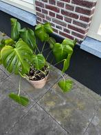 Plant binnen, Ophalen, Zomer