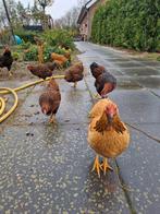 Enkele jonge wyandotte hennen/hanen kriel, Dieren en Toebehoren, Meerdere dieren, Kip