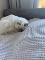 Dekkater gezocht heilige birmaan