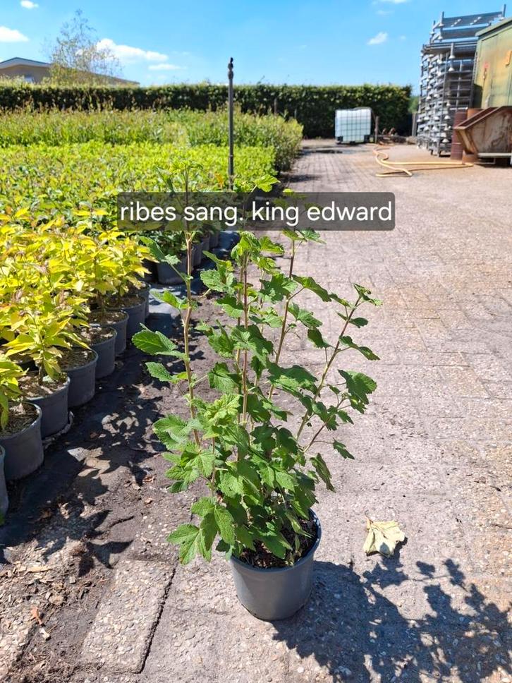 Tuinplanten, Tuin en Terras, Planten | Struiken en Hagen, Haag, Overige soorten, Minder dan 100 cm, Ophalen of Verzenden