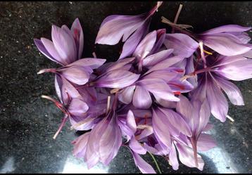 SAFFRAAN Crocus Sativus 10 bollen Saffraankrokus Biologisch beschikbaar voor biedingen