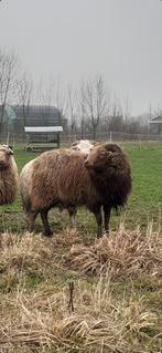 Skudde ram, Dieren en Toebehoren, Schapen, Geiten en Varkens, Mannelijk, Schaap