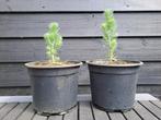 Pinus Pinea, Tuin en Terras, Ophalen, In pot, Overige soorten
