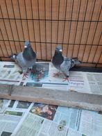 Koppel  geschikt als kweekkoppel, Dieren en Toebehoren, Vogels | Duiven, Meerdere dieren, Overige soorten