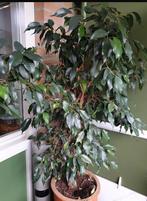 Grote ficus plant, Ophalen of Verzenden, Volle zon, Overige soorten