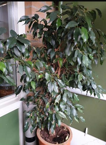 Grote ficus plant beschikbaar voor biedingen