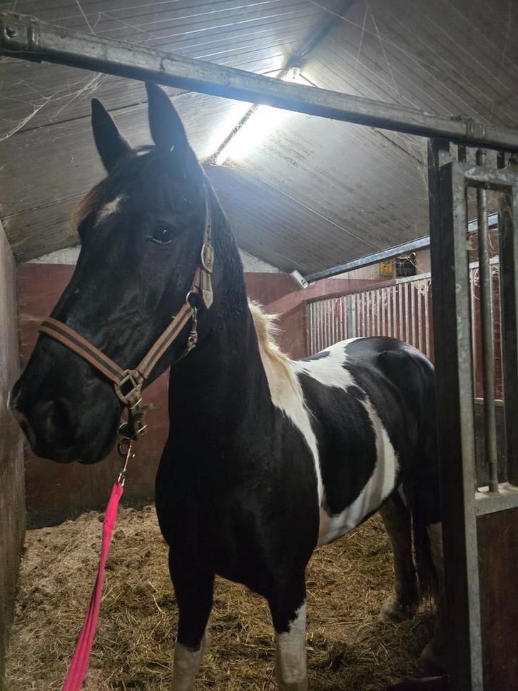 Barock pinto merrie, 5 jaar, Dieren en Toebehoren, Paarden, Merrie, Zadelmak, 165 tot 170 cm, 3 tot 6 jaar, Recreatiepaard