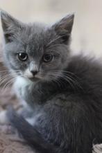 Halve britse korthaar kittens NOG 2 BESCHIKBAAR, Dieren en Toebehoren, Meerdere dieren