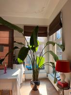 Sterlitzia Nicolai - Paradijsvogelplant, Ophalen, 200 cm of meer, Overige soorten, In pot