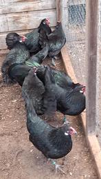 Mooie vitale rijnlander krielkippen, Vrouwelijk, Kip