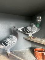 Koppel postduiven, Dieren en Toebehoren, Vogels | Duiven, Meerdere dieren, Postduif