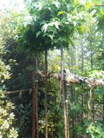 Liquidambar styr. Gum Ball stam 180 cm in pot, Tuin en Terras, Planten | Bomen, Bloeit niet, 100 tot 250 cm, Ophalen, Volle zon