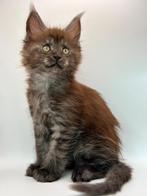Maine coon Kittens met stamboom, Meerdere dieren, Gechipt, 0 tot 2 jaar