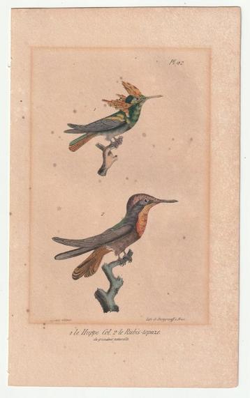 Ingekleurde litho kolibri Burggraaff met mooie goudaccenten beschikbaar voor biedingen