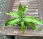 Kamerplant: callisia fragrans / basketplant, Ophalen, Overige soorten, Minder dan 100 cm