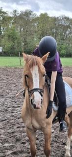 Verzorgpony gezocht, Ophalen, Nieuw