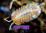 Troglodillo sp. Sunset isopods / pissebedden, Overige soorten