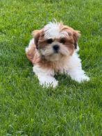 Lhasa apso pups, Dieren en Toebehoren, Honden | Chihuahua's en Gezelschapshonden, België, Overige rassen, CDV (hondenziekte), 8 tot 15 weken