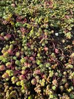Restant partijtje Sedum pakket circa 6 m2, Ophalen of Verzenden, Bodembedekkers, Volle zon