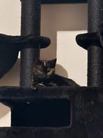 Kitten +-8 weken zoekt gouden mand, Dieren en Toebehoren, Katten en Kittens | Overige Katten, Poes, Kortharig, 0 tot 2 jaar