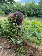 Plek pony, paddock paradise, equihabitat, Dieren en Toebehoren, Stalling en Weidegang, Weidegang, 1 paard of pony