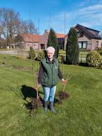 corylus avellana hazelaars plantgoed boom struik, Tuin en Terras, Planten | Bomen, Overige soorten, Ophalen of Verzenden